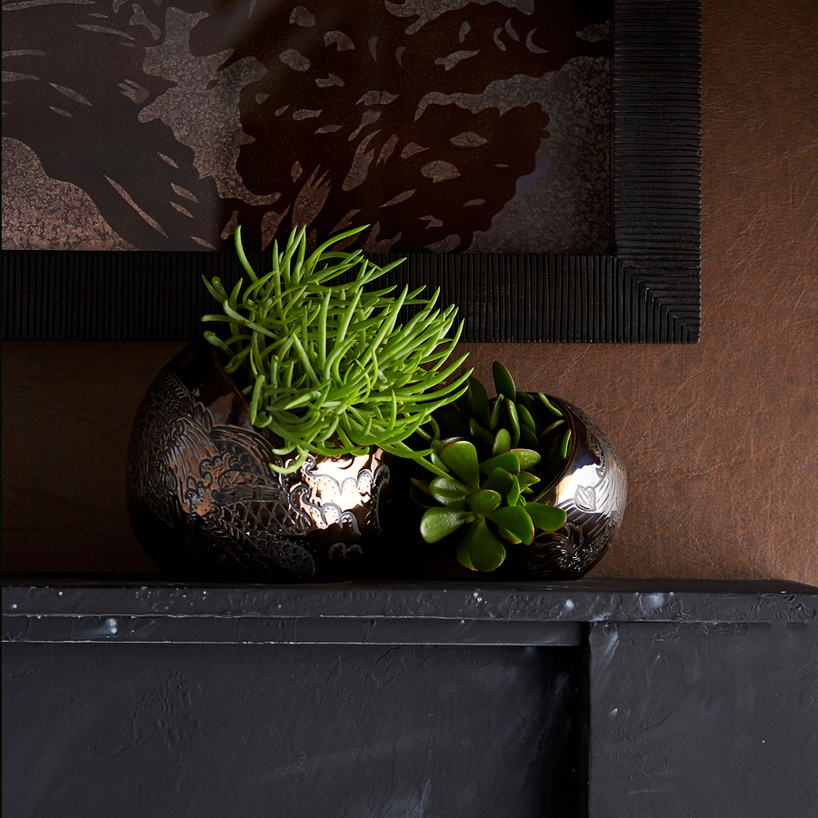 frank_ponterio_collections_arterior_thumbnail_succulent_plants_details